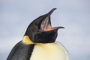 Sue Flood Prints: Emperor penguin (Aptenodytes forsteri) with open beak showing spines used to hold prey