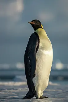 Sphenisciformes Prints: Emperor penguin (Aptenodytes forsteri) portrait