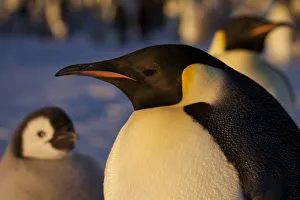 Emperor penguin (Aptenodytes forsteri) portrait with chick, Antarctica, October