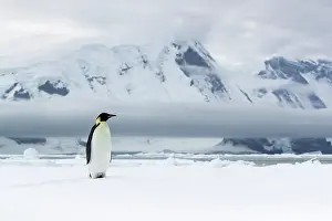 Emperor penguin (Aptenodytes forsteri) standing on snow with mountains in background, Coulman Island Area, Ross Sea, Antarctica