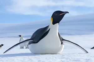 Emperor penguin (Aptenodytes forsteri) tobogganing, Amanda Bay, Prydz Bay, Ingrid
