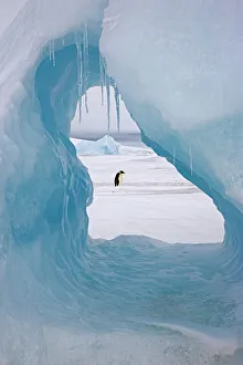 Habitat Prints: Emperor penguin (Aptenodytes forsteri) viewed through hole in iceberg at Snow Hill Island rookery