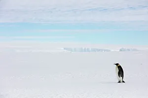 Bookplate Prints: Emperor penguin (Aptenodytes forsteri) walking, Gould Bay, Weddell Sea, Antarctica