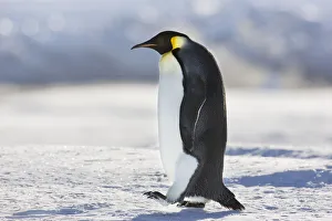 Sue Flood Prints: Emperor penguin (Aptenodytes forsteri) walking at Cape Colbeck, Ross Sea, Antarctica