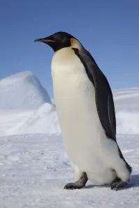 Emperor penguin (Aptenodytes forsteri) walking across ice, Snow Hill Island rookery