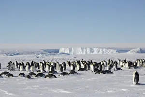 Sue Flood Prints: Emperor penguin (Aptenodytes forsteri) wide angle view of colony. Gould Bay, Weddell Sea