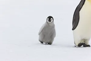 Emperor penguin (Aptenodytes forsteri) with young chick, Snow Hill Island rookery, Antarctica