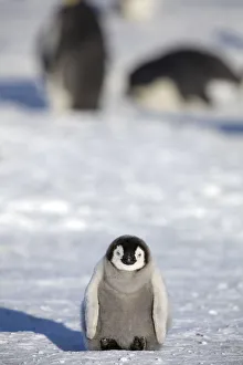 Sue Flood Prints: Emperor penguin (Aptenodytes forsteri) very young chick on sea ice, Gould Bay, Weddell Sea