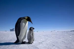 Sue Flood Prints: Emperor penguin (Aptenodytes forsteri) with young chick at Snow Hill Island rookery