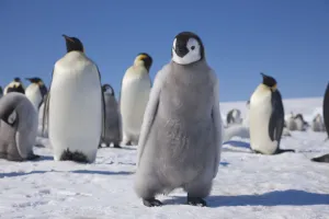 Emperor penguin chick (Aptenodytes forsteri) at Snow Hill Island rookery, Weddell Sea