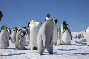 Emperor penguin chick flapping its wings (3 of 3) at Snow Hill Island rookery, Weddell Sea