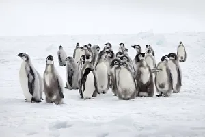 Emperor penguin chicks (Aptenodytes forsteri) with lone Adelie penguin (Pygoscelis