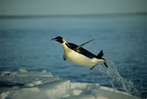 Jumping Gallery: Emperor penguin flying out of water {Aptenodytes forsteri} Cape Washington, Antarctica
