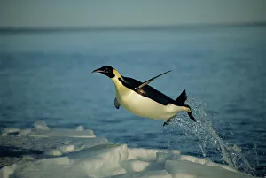 Emperor penguin flying out of water {Aptenodytes forsteri} Cape Washington, Antarctica
