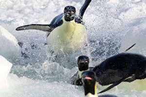 Penguins Collection: Emperor penguins (Aptenodytes forsteri) explode out of the water, returning to breed