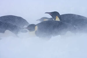 Sue Flood Gallery: Emperor penguins (Aptenodytes forsteri) blizzard near Snow Hill Island colony in Weddell Sea