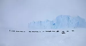 Sue Flood Gallery: Emperor penguins (Aptenodytes forsteri) crossing sea ice in line in Weddell Sea