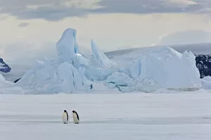 Sue Flood Gallery: Emperor penguins (Aptenodytes forsteri) with iceberg at Snow Hill Island rookery, Antarctica