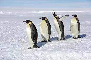 Sue Flood Prints: Emperor penguins (Aptenodytes forsteri) four adult penguins stand in row waiting