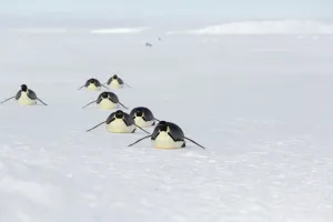 Sue Flood Prints: Emperor penguins (Aptenodytes forsteri) adult penguins tobogganing along on their