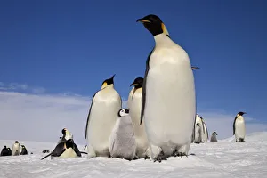 Penguin Prints: Emperor penguins (Aptenodytes forsteri) adults and chicks at Snow Hill Island rookery
