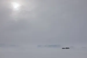 Sue Flood Prints: Emperor penguins (Aptenodytes forsteri) in blizzard near Snow Hill Island colony in Weddell Sea