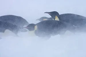 Emperor penguins (Aptenodytes forsteri) blizzard near Snow Hill Island colony in Weddell Sea