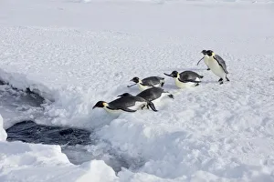 Sue Flood Prints: Emperor penguins (Aptenodytes forsteri) entering the sea, Gould Bay, Weddell Sea