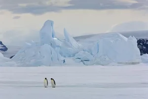 Emperor penguins (Aptenodytes forsteri) with iceberg at Snow Hill Island rookery, Antarctica