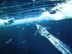 Emperor penguins (Aptenodytes forsteri) males dive through openings in the sea ice