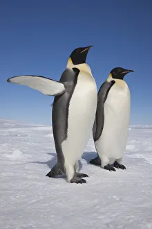Emperor penguins (Aptenodytes forsteri) one with raised flipper, Snow Hill Island rookery