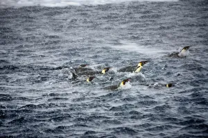 Sue Flood Prints: Emperor penguins (Aptenodytes forsteri) swimming in snow storm near Snow Hill Island colony