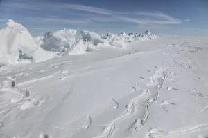 Emperor penguins (Aptenodytes forsteri) tracks from tobogganing, Antarctica