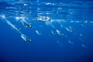 Emperor penguins diving {Aptenodytes forsteri} Antarctica