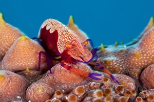 2018 March Highlights Gallery: Emperor shrimp (Periclemenes imperator) on sea cucumber (Thelenota ananas) Tubbataha