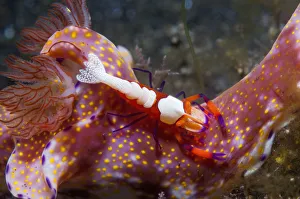 Periclimenes Prints: Emperor shrimp (Periclemenes imperator) on a nudibranch (Ceratosoma sp. ) Lembeh Strait