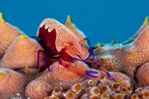 Periclimenes Prints: Emperor shrimp (Periclemenes imperator) on sea cucumber (Thelenota ananas) Tubbataha