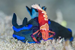 Alex Mustard 2021 Update Prints: Emperor shrimp (Zenopontonia rex) female rides on the back of a nudirbranch
