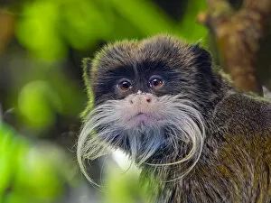 2020 October Highlights Collection: Emperor tamarin (Saguinus imperator ) portrait, captive, occurs in Peru and Bolivia