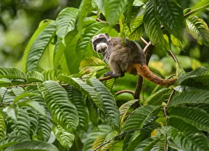 Peru Prints: Emperor Tamarin (Saguinus imperator) in a rainforest clearing