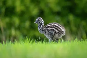 Captive Prints: Emu (Dromaius novaehollandiae) chick