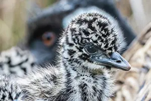 Captive Prints: Emu (Dromaius novaehollandiae) chick