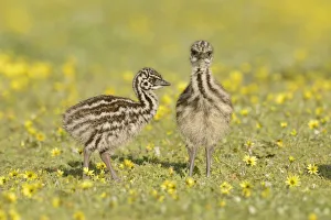 Australia Collection: Emu (Dromaius novaehollandiae) chicks among flowers, Victoria, Australia