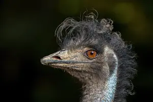 Spotted Emu Prints: Emu (Dromaius novaehollandiae) head portrait. Captive, occurs in Australia