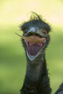Emu (Dromaius novaehollandiae) juvenile with beak open to catch a leaf, Cleland Wildlife Park
