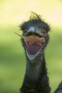 Play Prints: Emu (Dromaius novaehollandiae) juvenile with beak open to catch a leaf