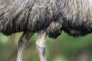 Legs Prints: Emu (Dromaius novaehollandiae) legs and wing detail
