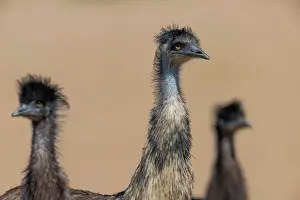 Spotted Emu Prints: Emu (Dromaius novaehollandiae) male with two large chicks