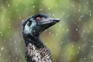 Headshot Prints: Emu (Dromaius novaehollandiae) in rain head portrait