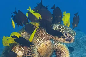 Acanthuridae Gallery: Endangered Green sea turtle (Chelonia mydas) stretches neck to be cleaned by Yellow tangs